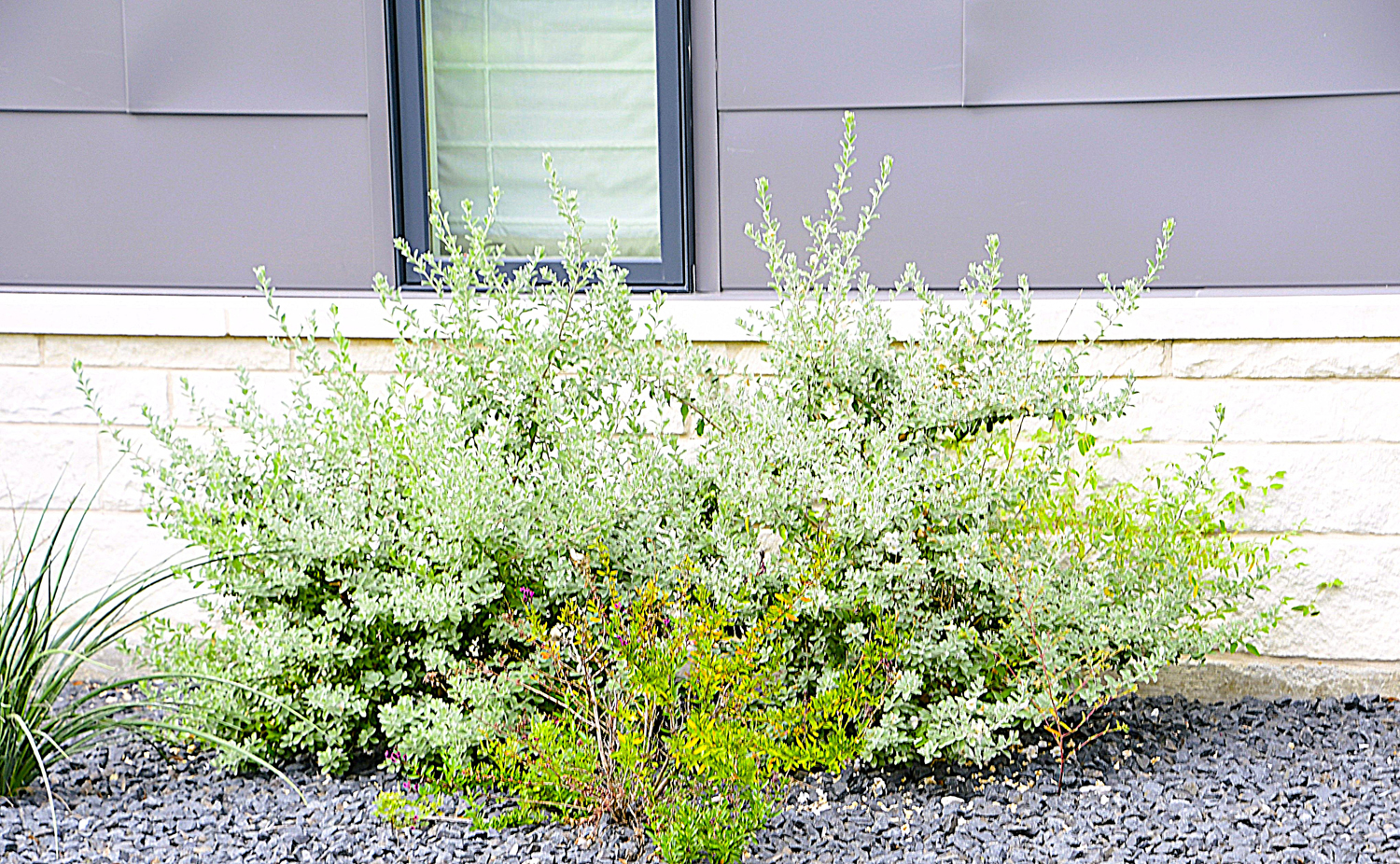 Native Texas Landscaping Experts